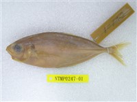 藏品(細鰺)的圖片